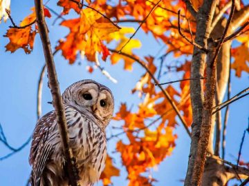 d2e680ca1aaa2c930dabcb16b9ba0fad