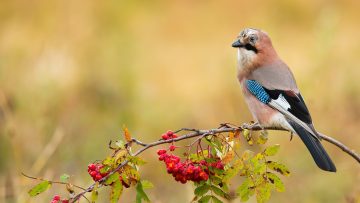 Eurasian jay sitting on branch in autumn nature.
