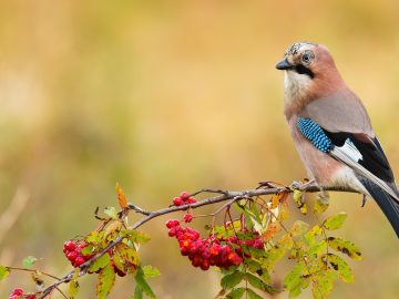 Eurasian jay sitting on branch in autumn nature.