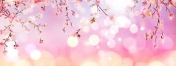 3D cherry blossom on bokeh lights background