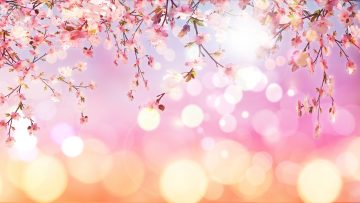 3D cherry blossom on bokeh lights background