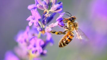 Bee pollinates the lavender flowers. Plant decay with insects