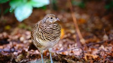 Quail. Common quail in the autumn forest