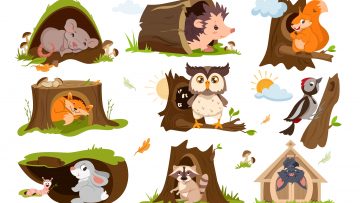 Forest animals sleep or hibernate in tree holes, hollows