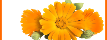 360_F_159034116_v3yO8tZFnR2mTen1ASXcwm5qZN23aQdL-fotor-2023071284123