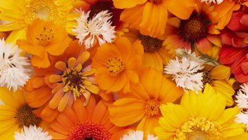 composition-beautiful-flowers-wallpaper (1)
