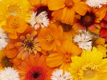 composition-beautiful-flowers-wallpaper (1)
