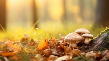 autumn-composition-with-copy-space