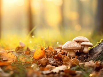 autumn-composition-with-copy-space